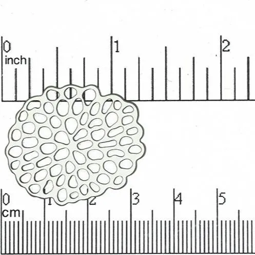 32mm x 28mm Large Designer Coral Connector - Made of Pewter - Sold by the Piece - K8
