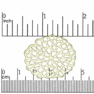 32mm x 28mm Large Designer Coral Connector - Made of Pewter - Sold by the Piece - K8